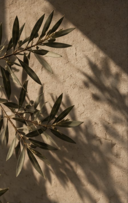 Olive branch shadow on a plaster wall